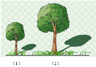 哪颗树的影子比较长?